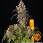 Насіння конопель Lemon Cherry Gelato від Barney's Farm